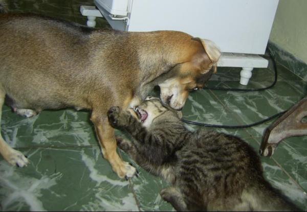 cats fight ontheir bcks